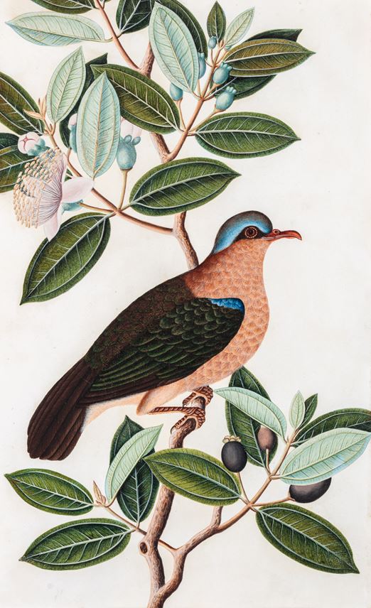 A study of a male Common Emerald Dove, Chalcophaps indica | MasterArt
